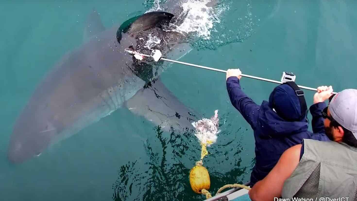 Shark tracking