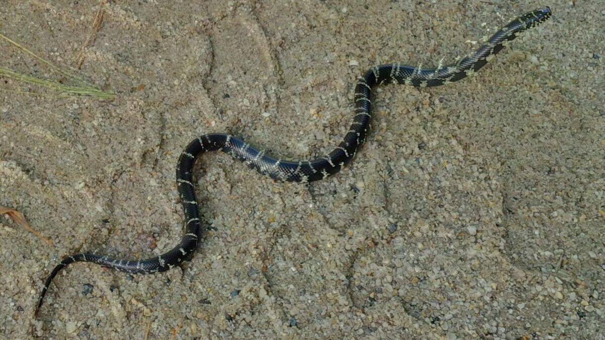 Eastern king snake.