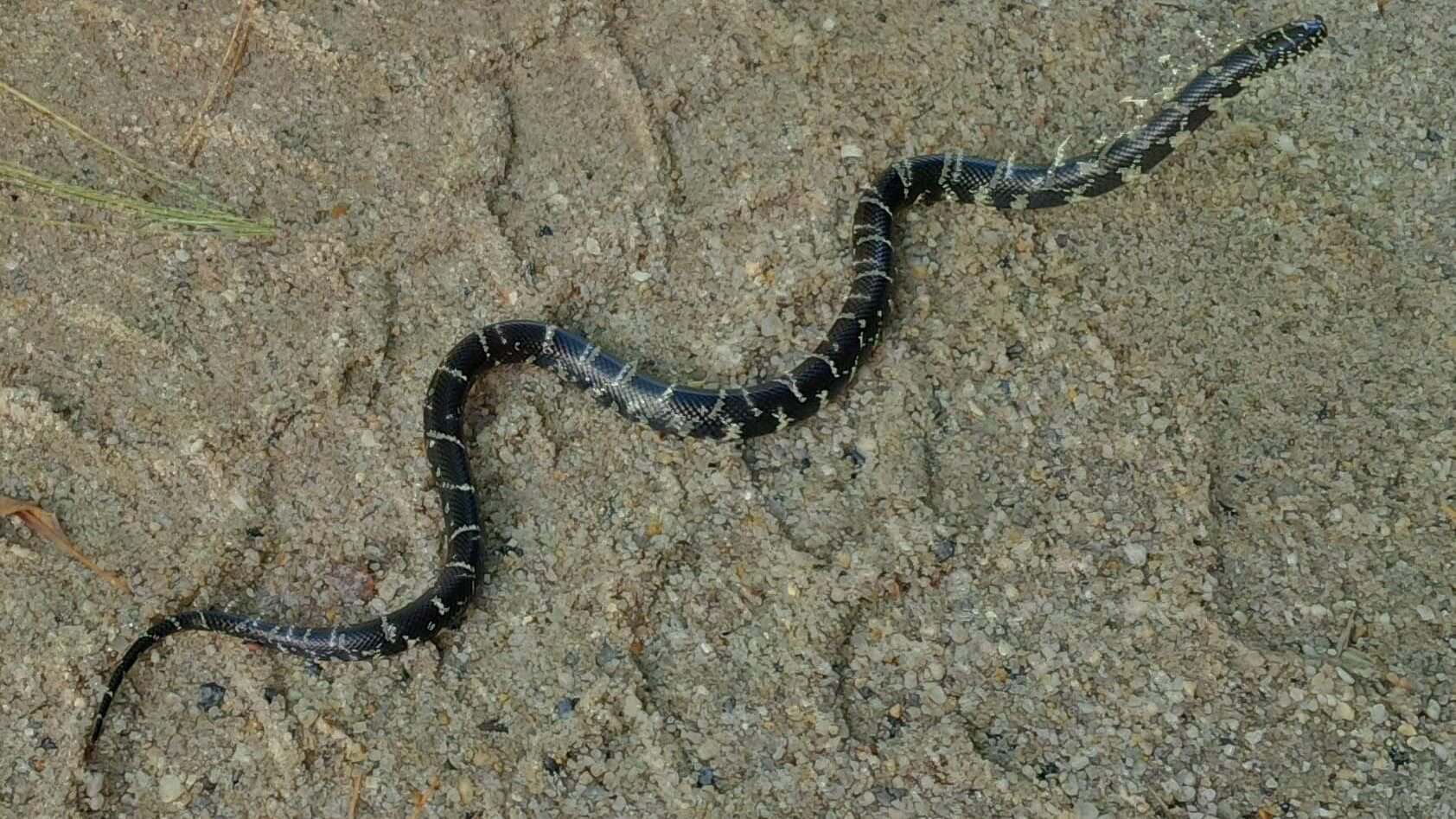 Eastern king snake.