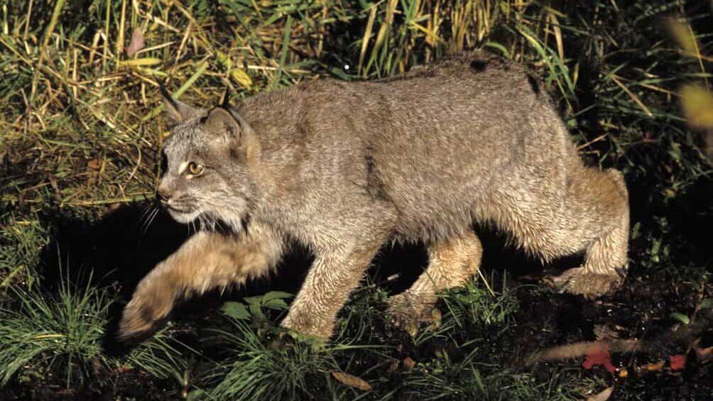 Lynx