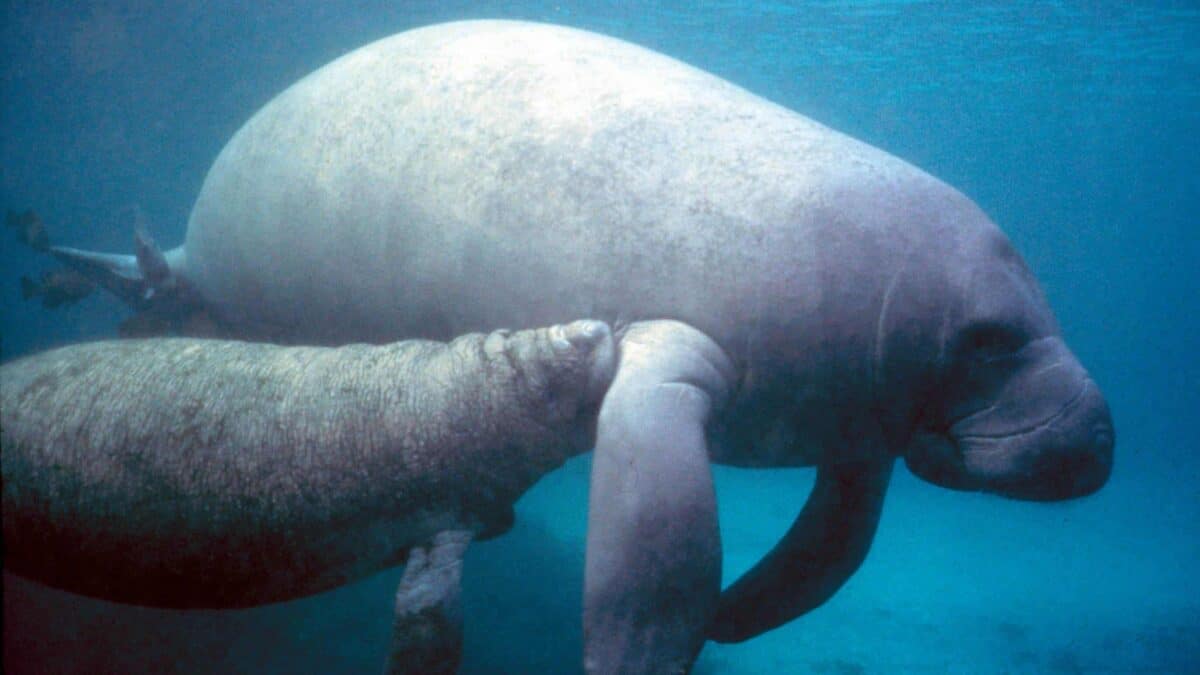 Manatee