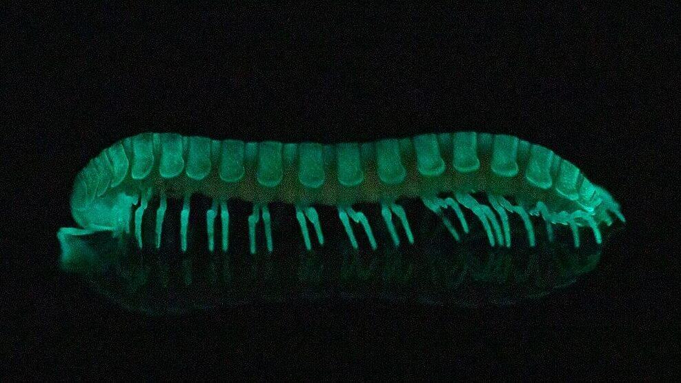 Bioluminescent Millipede