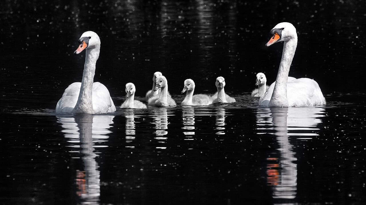 mute swans