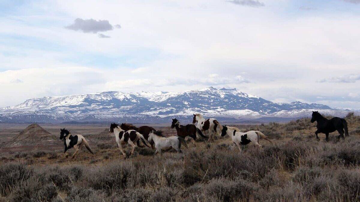 wild horses