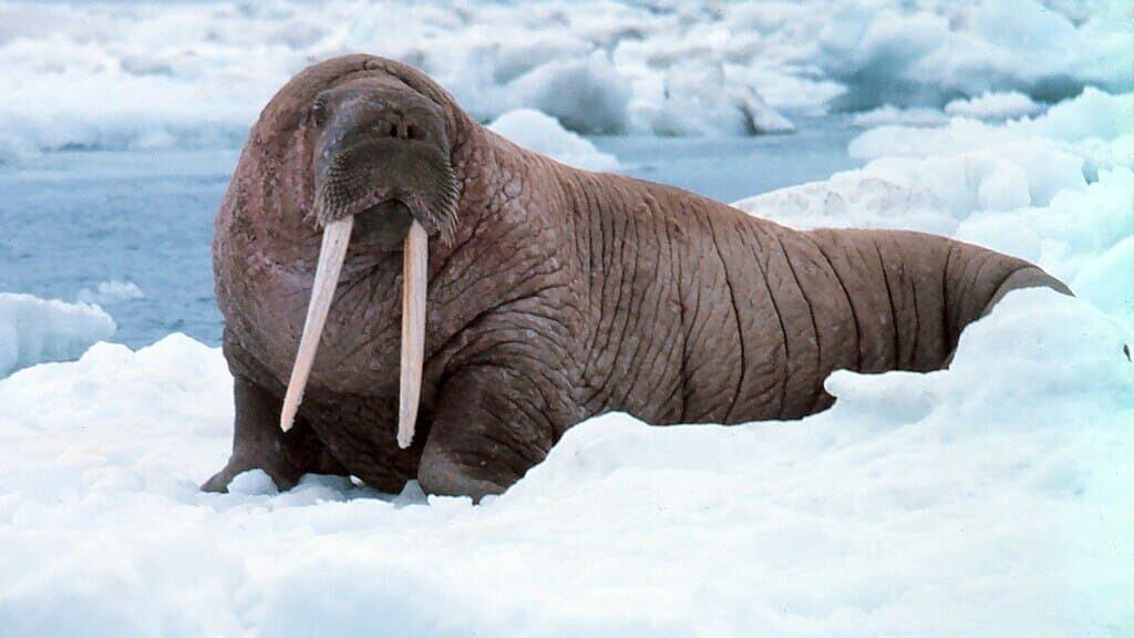 Walrus