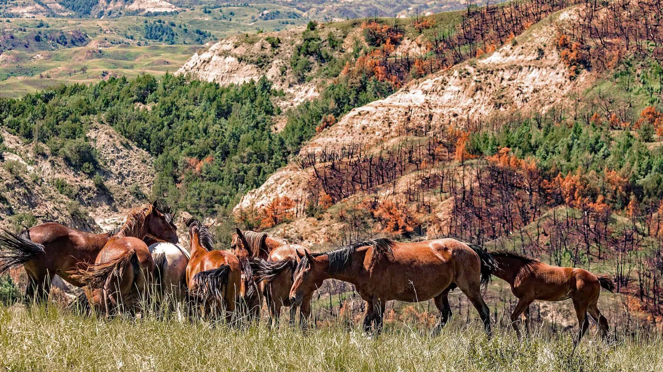 Theodore Roosevelt National Park, North Dakota