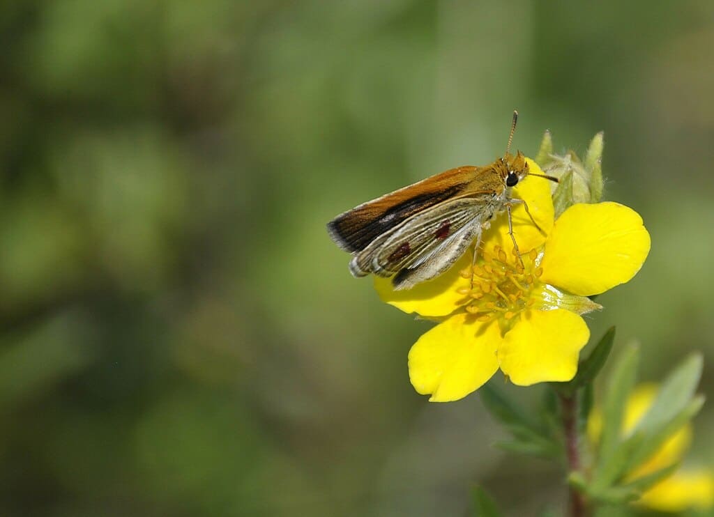Oarisma poweshiek