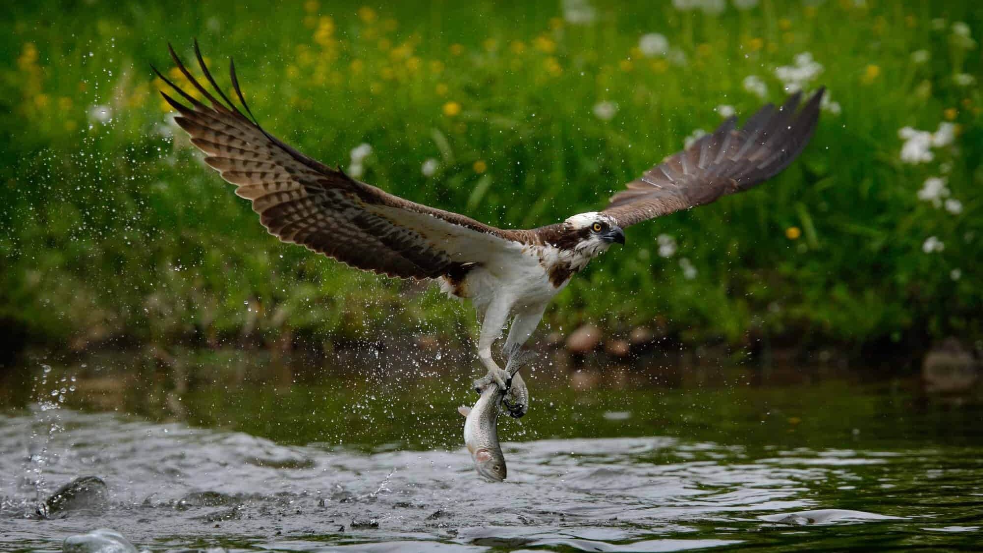 Osprey