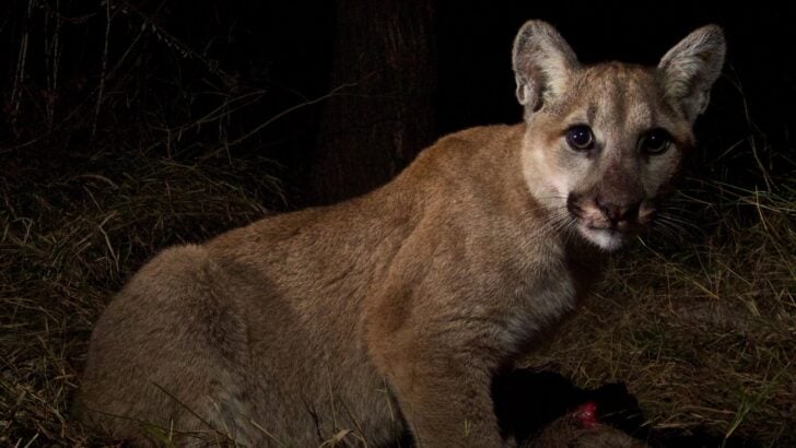 The Best National Parks for Seeing Mountain Lions (If You’re Lucky)