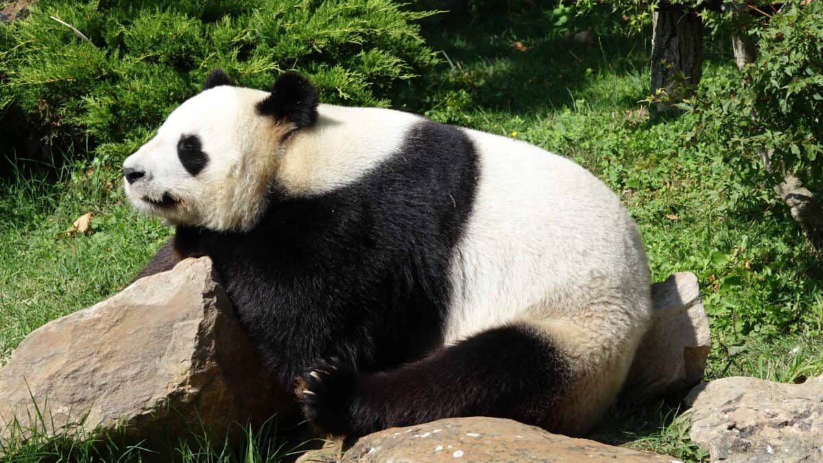 Giant Panda.