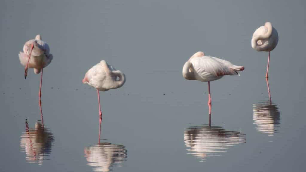 Four flamingos standing in one leg.