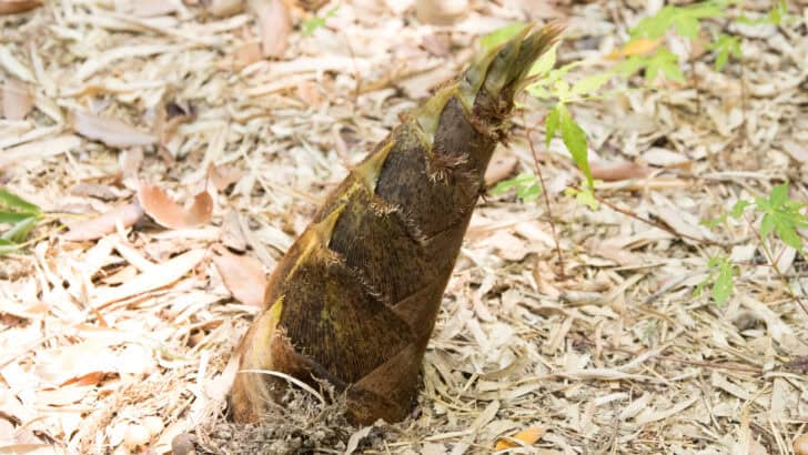 Why Some Species Only Give Birth Every 20 Years