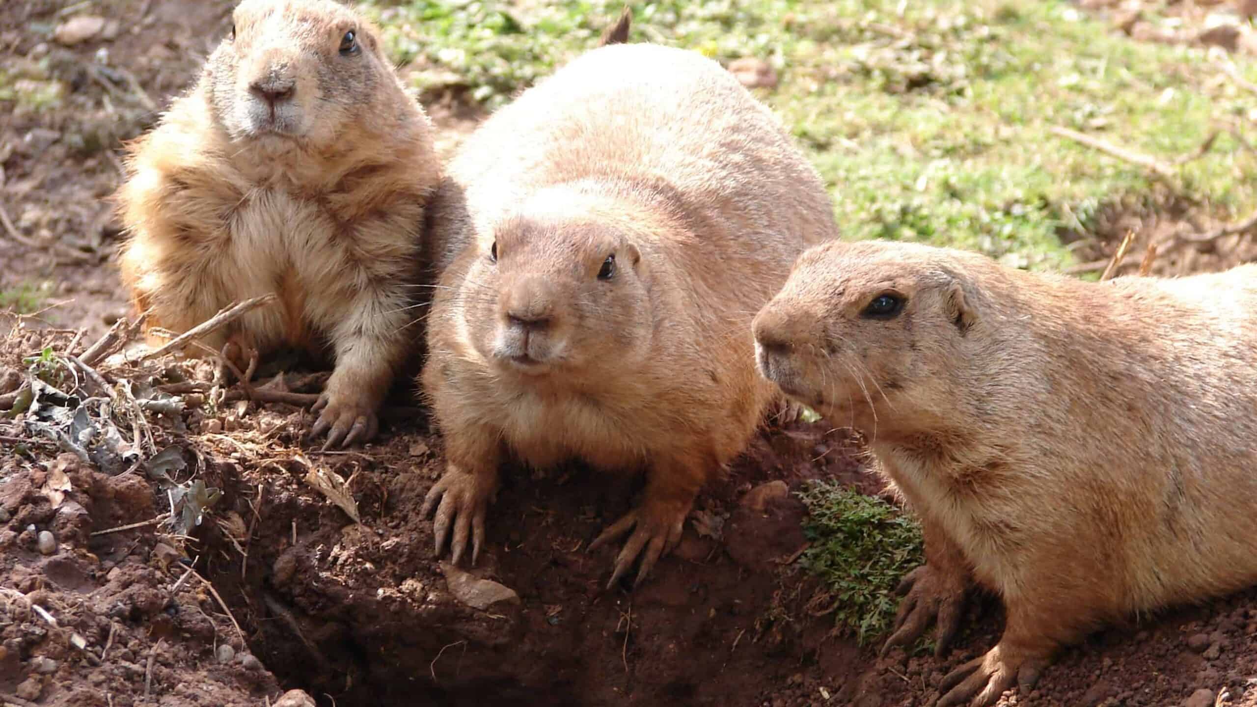 Prairie dogs.