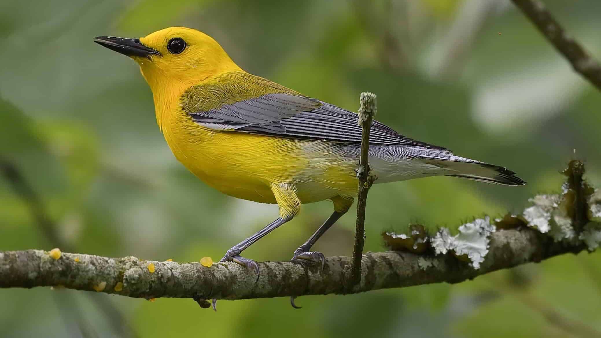 Prothonotary warbler,