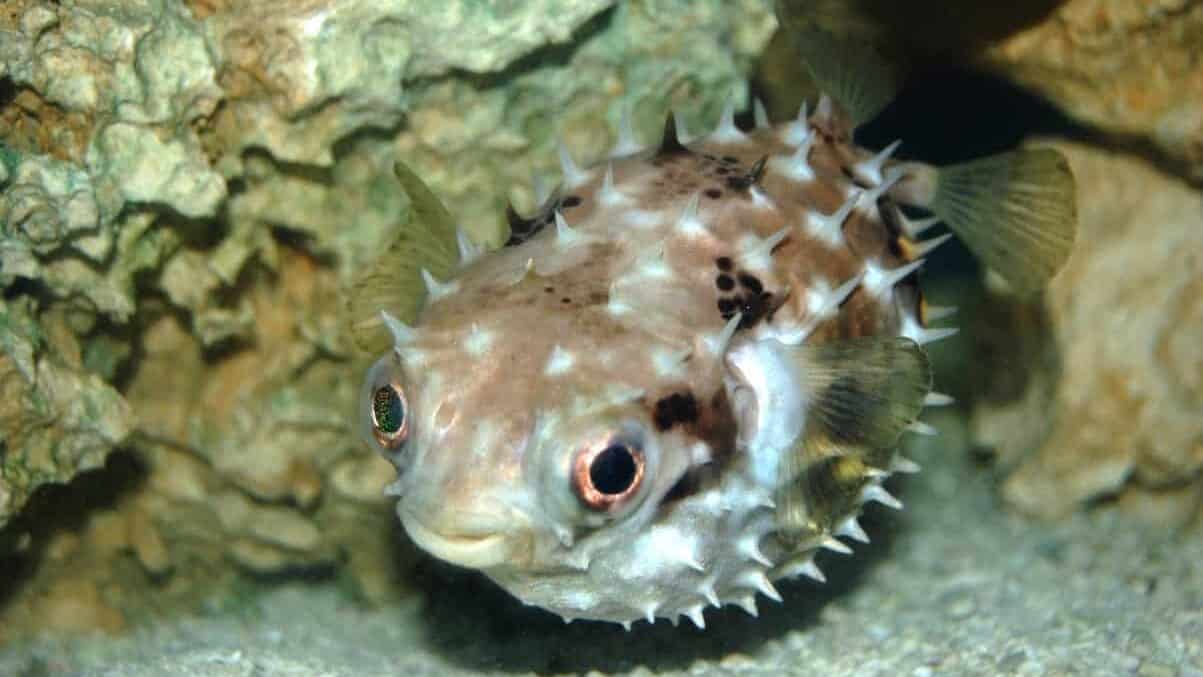 Pufferfish