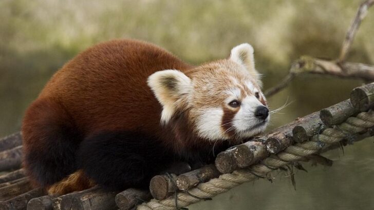 Red Pandas Use Their Tails Like Blankets