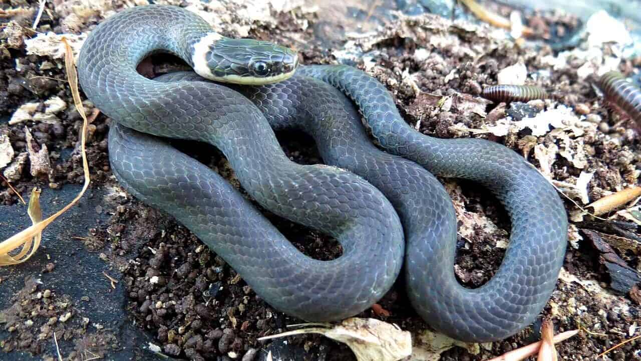 Ringneck Snake