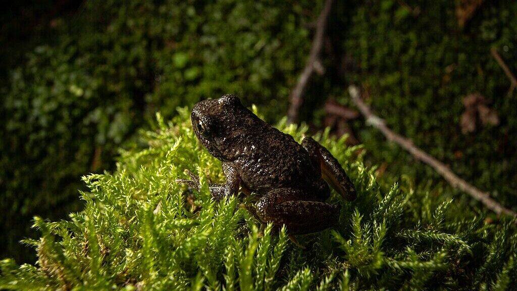 Rocky Mountain Tailed Frog