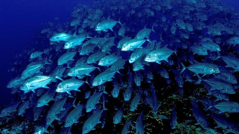 School of fish