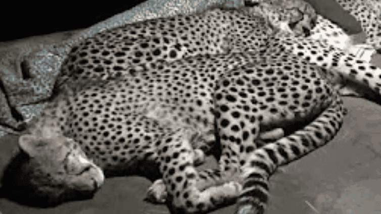 A Family Of Cheetahs Sleep With The Ranger Every Night