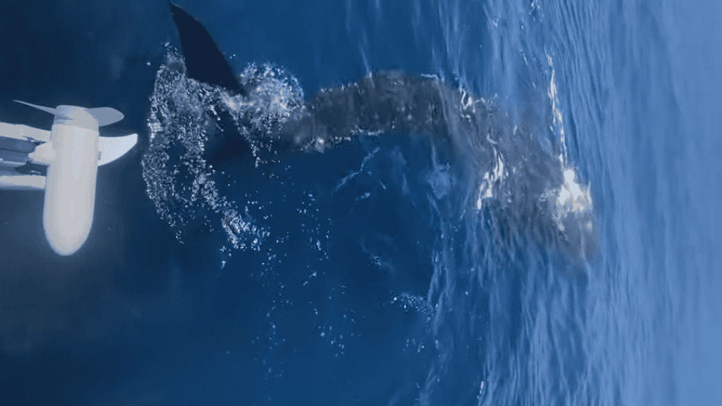 Whale Shark Seen Swimming Beside Boat off Florida Coast
