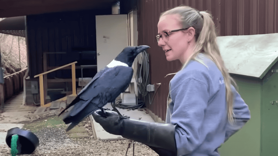 This crow seems convinced he's a tiny human