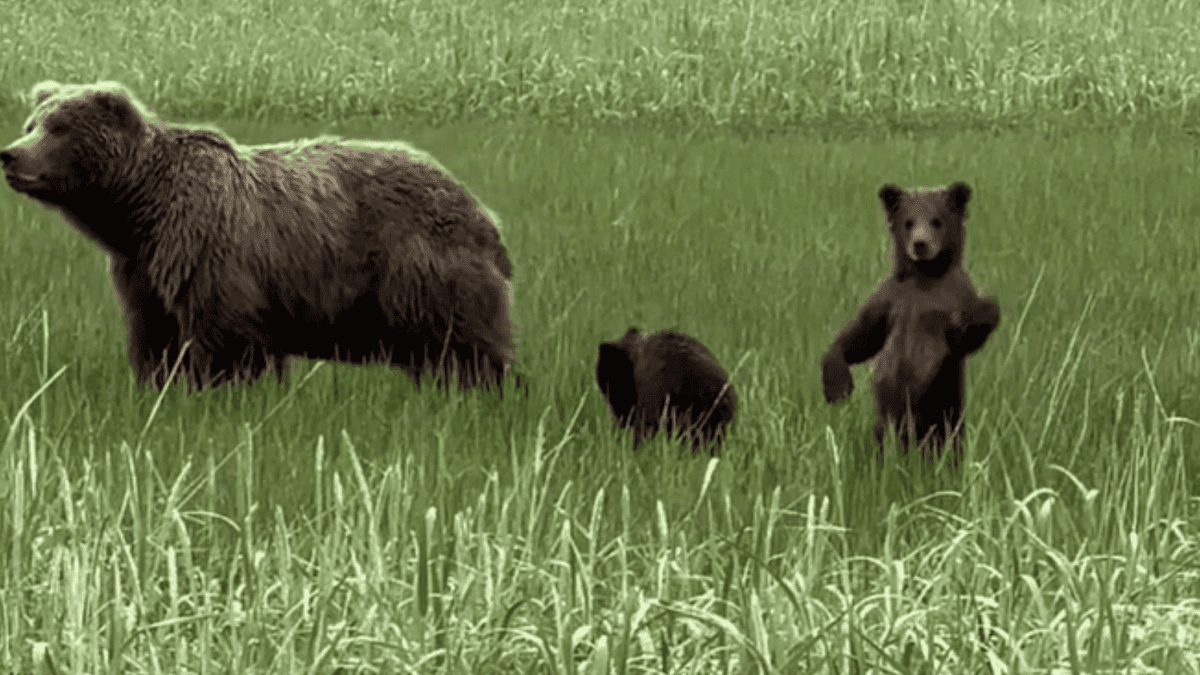 Tiny Bear Cub Appears To Be Waving To Us While Keeping Herself Steady