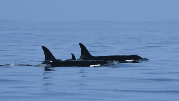 Mother Orca Who Carried Dead Calf for 17 Days Spotted Mourning Another Calf off Seattle Coast