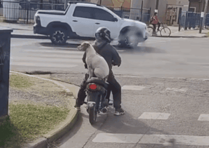 Stray Dog Hops Onto Scooter and Adopts Himself