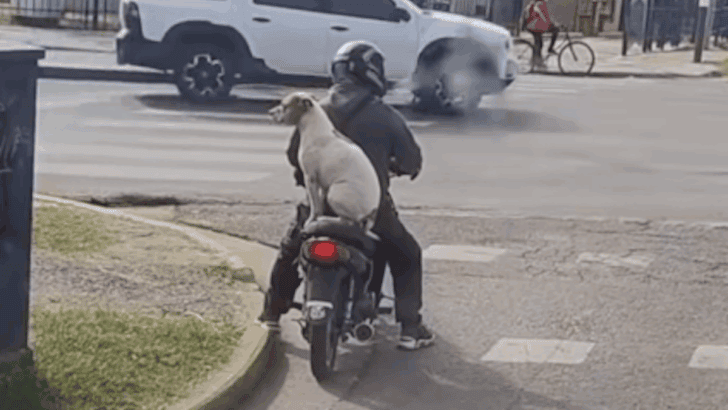 Stray Dog Hops Onto Scooter and Adopts Himself
