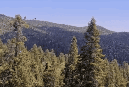 Sunny the Eaglet Takes Her First Flight