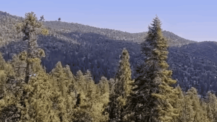 Sunny the Eaglet Takes Her First Flight
