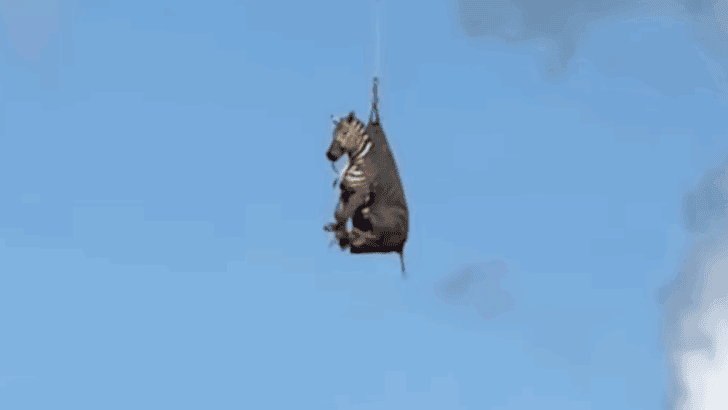 Ed the Zebra’s Great Escape