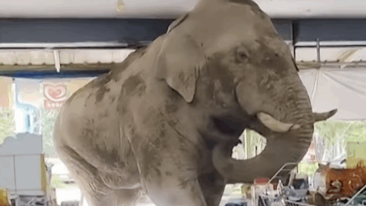 Elephant Raids Thai Grocery Store for Snacks