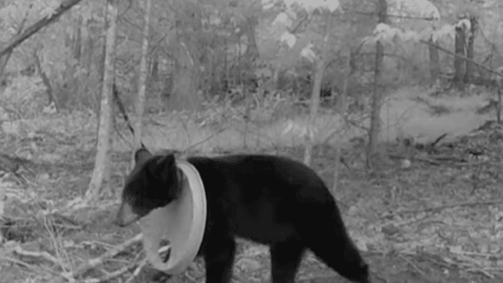 Bear Finally Freed After Years of Struggle With Lid Stuck on Head