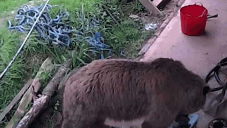 Zoo Bears Escape Eat A Weeks Worth Of Honey And Are Found Fast Asleep