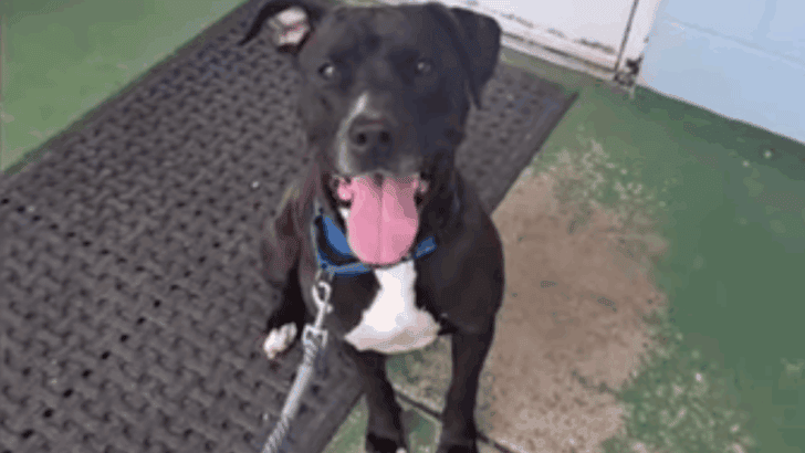 Rescue Dog Saves Stranger from Impending Seizure