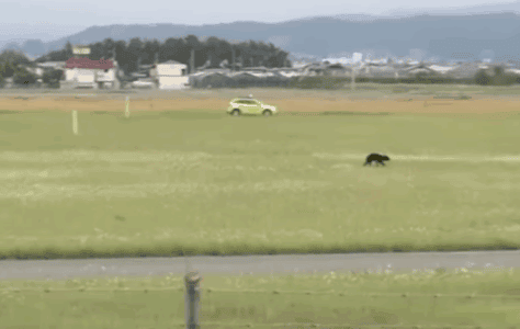 Runaway Bear Shuts Down Japanese Airport in Early-Morning Drama