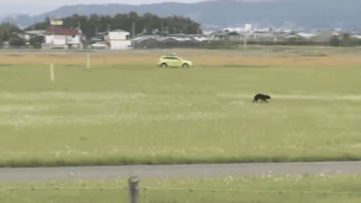 Runaway Bear Shuts Down Japanese Airport in Early-Morning Drama