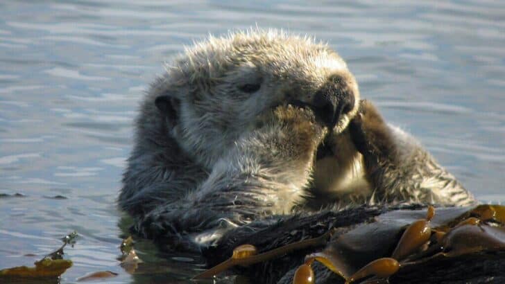 Why Sea Otters Have The Adorable Habit of Wrapping Themselves in Kelp