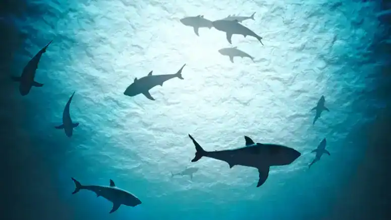 Shark circling