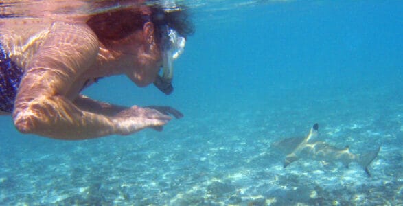 Sharks Are Getting Closer And Beachgoers Are Learning to Adapt