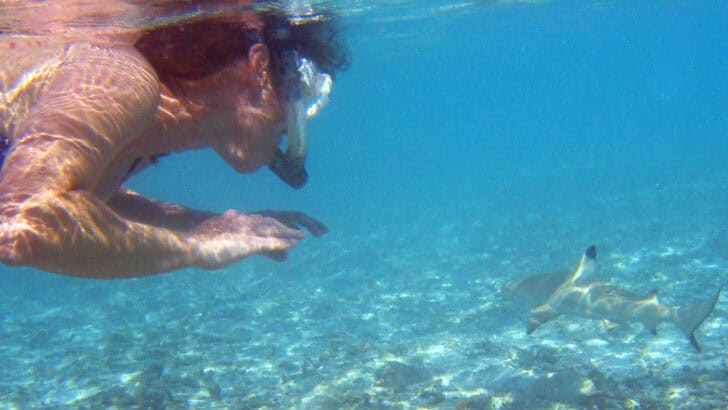 Sharks Are Getting Closer And Beachgoers Are Learning to Adapt