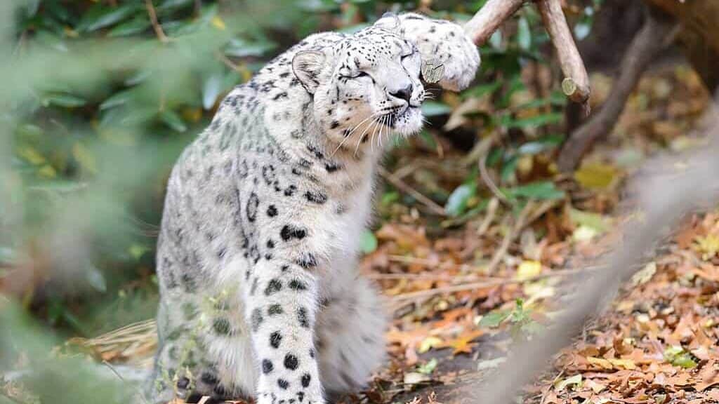 snow leopard