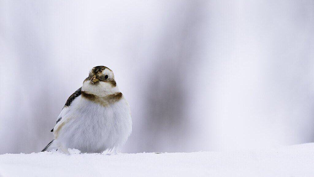 Snow bunting