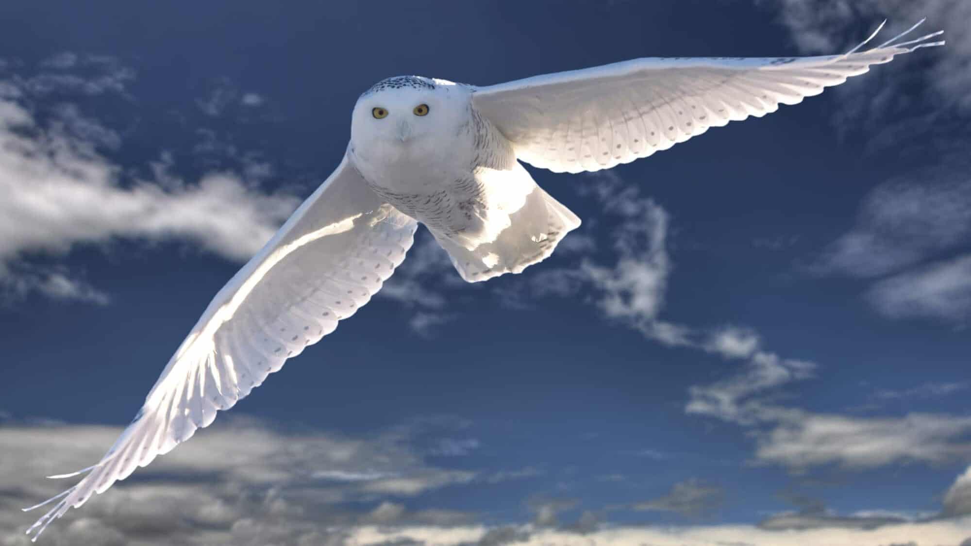 Snowy Owl