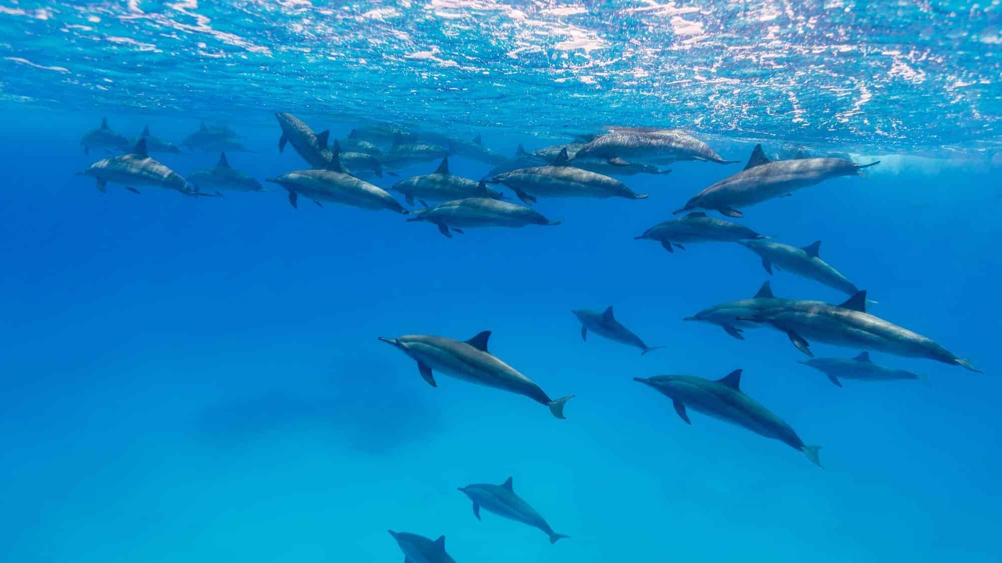 Spinner Dolphins