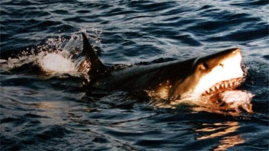 10 Most Common Shark Species Encountered by U.S. Fishermen