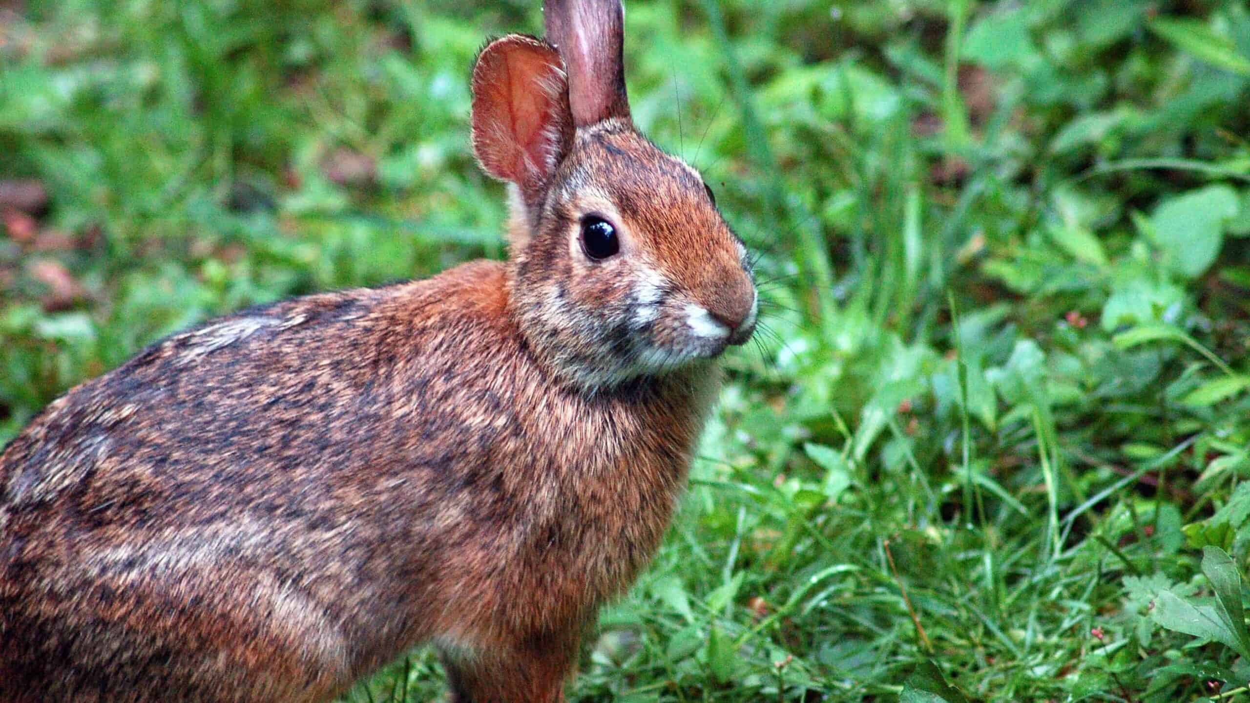 Appalachian Cottontail