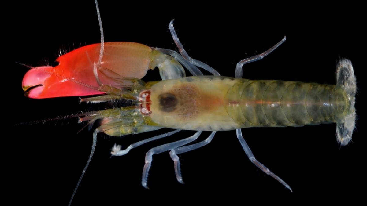 Pistol shrimp.